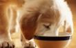 Как кормить маленького щенка от 1,5 до 3 месяцев
