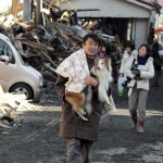Землетрясение в Японии. Собака