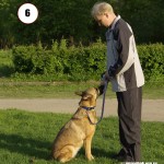 Уроки кликер-тренинга. Команда Ко мне. Журнал Мир собак