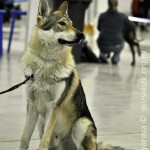 Журнал Мир собак.Евразия 2011. Чешский влчак
