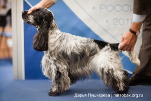 Фото собаки в стойке у стенда выставка