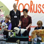 Конкурс грумеров ZooRussia 2012 ZooGroom Победители Креатив