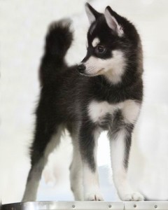 Аляскинский Кли Кай журнал Мир собак мини хаски