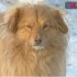 Уральский Хатико ждет хозяина