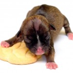 Самая маленькая собака в мире Бейонсе