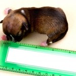Самая маленькая собака в мире Бейонсе