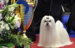 Евразия 2012 best in show Лучшие собаки выставки видео