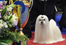 Евразия 2012 best in show Лучшие собаки выставки видео