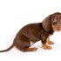 dachshund-smooth