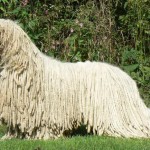 Комондор komondor