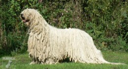 Комондор komondor