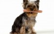 Неправильное питание собак и проблемы с жкт запор, диарея, понос, рвота у собак
