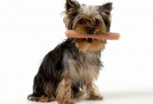 Неправильное питание собак и проблемы с жкт запор, диарея, понос, рвота у собак