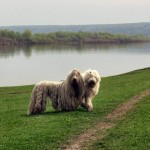 Комондор komondor