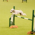 Бедлингтон терьер (Bediington Terrier)