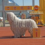 Комондор komondor