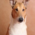 Колли короткошерстный гладкошерстный описание породы с фото Мир собак журнал