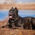 Кане корсо Cane corso описание породы с фото журнал Мир собак