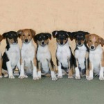 Колли короткошерстный гладкошерстный описание породы с фото Мир собак журнал