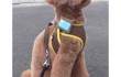 fujitsu электронный ошейник для собак Android