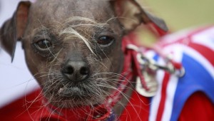 Mugly Магли самая уродливая собака в мире