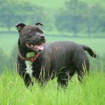 Стаффордширский бультерьер стаффи staffordshire bull terrier описание породы