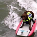 Собаки на серфинге серфингисты