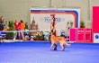 Выставка Россия 2012 фристайл танцы с собакой