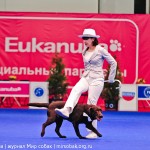 Выставка Россия 2012 фристайл танцы с собакой