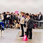 Выставка собак Россия 2012