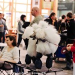 Выставка собак Россия 2012
