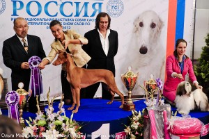 Выставка собак Россия 2012 фото бестов лучшая собака бест