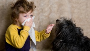 Аллергия на собак собаки для аллергиков