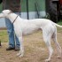 Грейхаунд Greyhound описание породы английская борзая бега грейхаундов