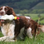 Собака Спрингер спаниель Джесс кормит ягнят молоком