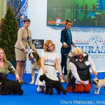 Выставка собак Евразия 2013