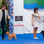 Выставка собак Евразия 2013 бест