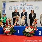 Выставка собак Евразия 2013 бест лабрадор Etu Asto Mondoro